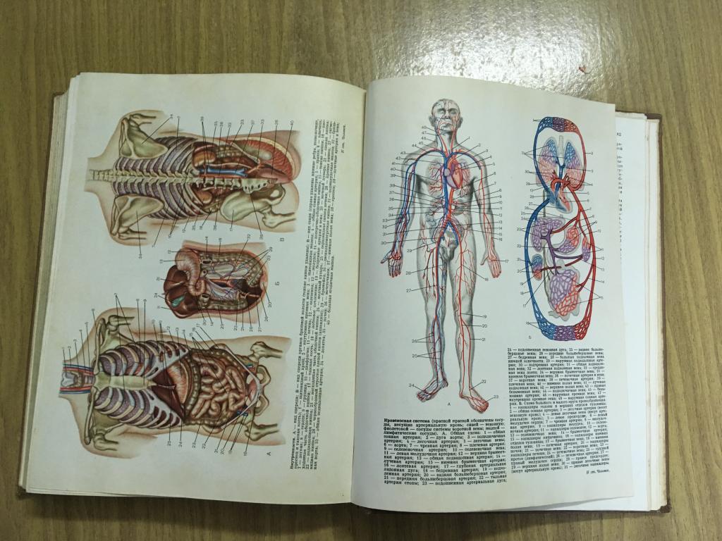 Голая пышка в кабинете анатомии 