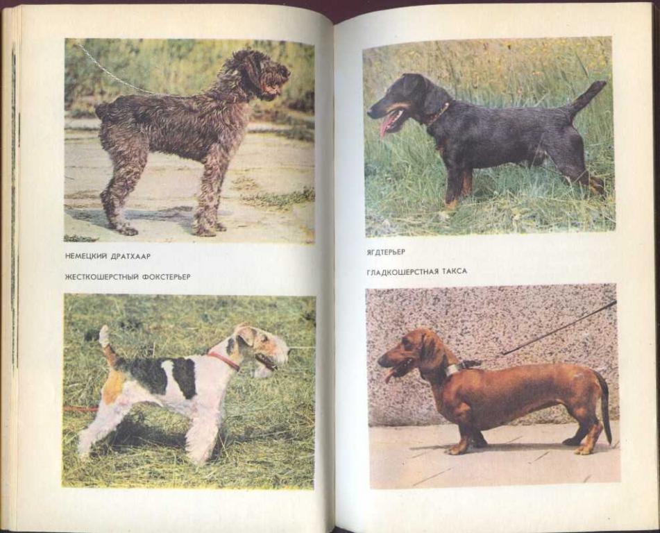 Рассмотрите фотографию собаки породы немецкий дратхаар. Метис ягдтерьера и фокстерьера. Фокстерьер и Ягдтерьер. Смесь фокстерьера и ягдтерьера.