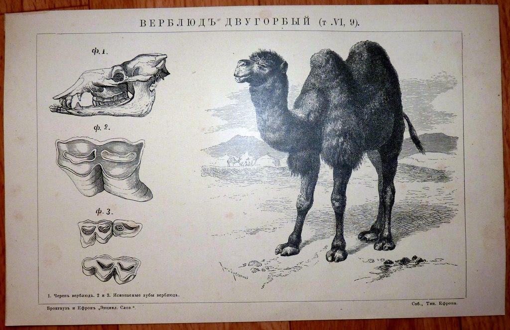 Гараж герб верблюд