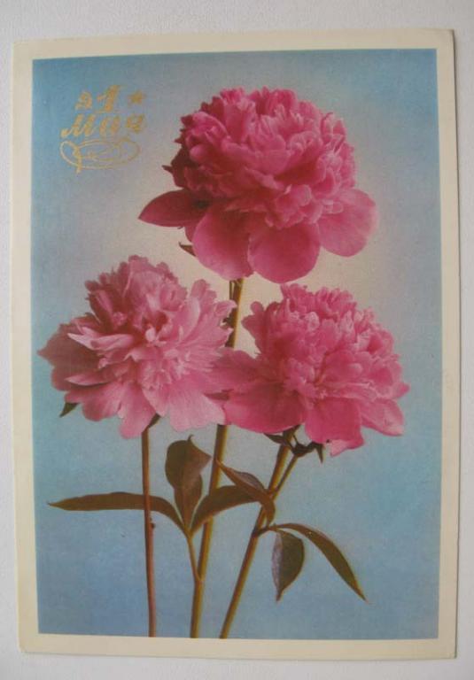 Фото Костенко 1 мая цветы пионы ДМПК чистая