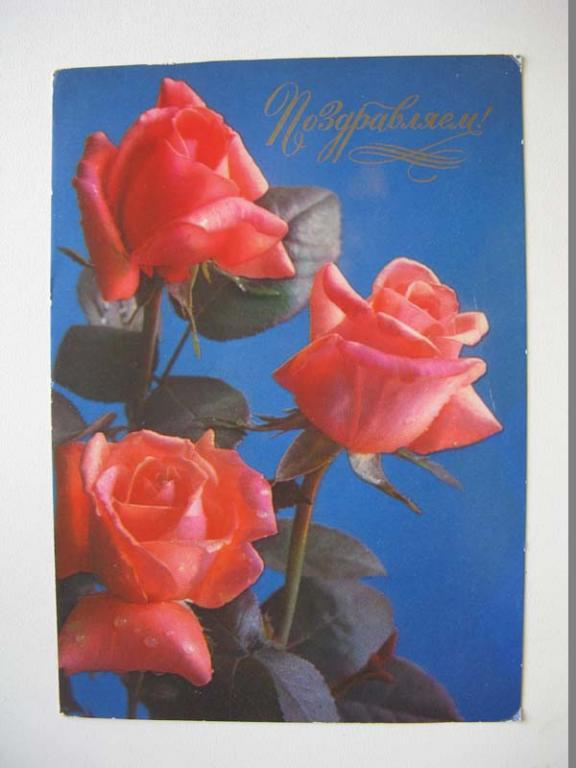 Фото Костенко 1976 Поздравляем розы ДМПК чистая