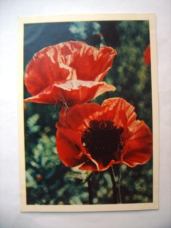 Альпийский мак.Цветы.фото Шагина.1964г.