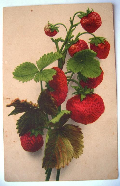 Земляника Штемпель марка Датирована 1911г.