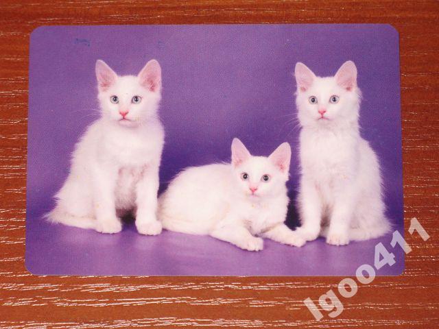 КОШКИ Турецкая ангора  2012 г. котята