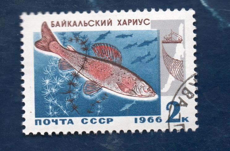 СССР 1966 ПРОМЫСЛОВЫЕ РЫБЫ БАЙКАЛА гаш