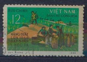 1967.ВЬЕТНАМ. УБОРКА РИСА.  060511E2