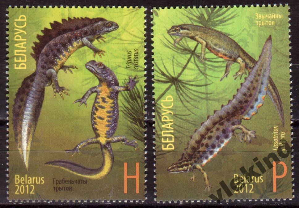 Беларусь 2012 Совместный выпуск с Россией Фауна Тритоны 922-923 MNH