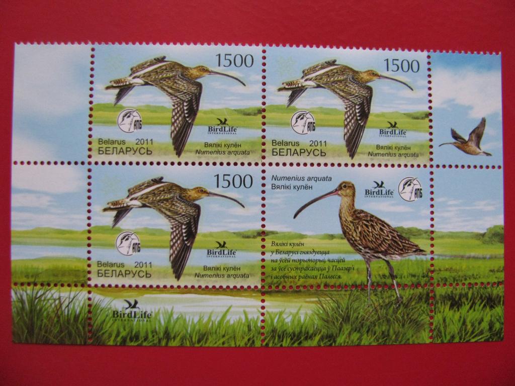 Беларусь 2011 Птица года. Большой кроншнеп - кварт с купоном