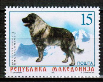 Македония 1999 Собака Домашние животные Фауна 1м**