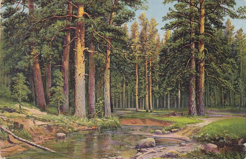 Строевой лес значение. Строевой лес шишкина. строевой лес картина. сосна строевая. а ф фёдоров.
