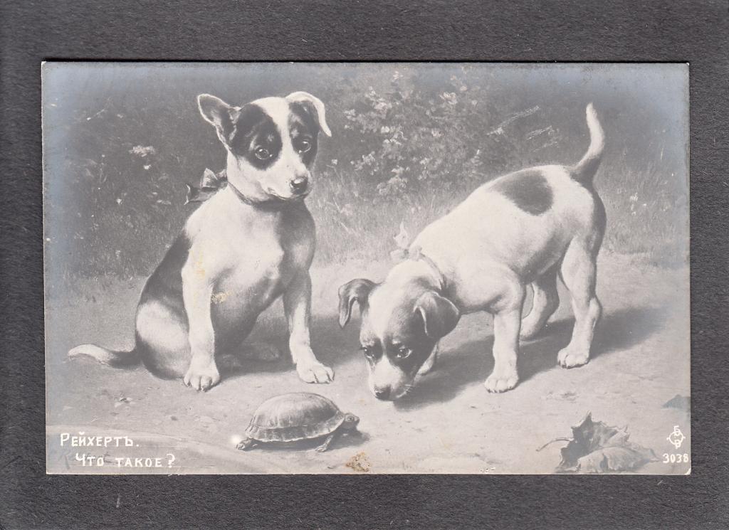 Собаки. Рейхерт. Что такое? — покупайте на Auction.ru по выгодной цене ...
