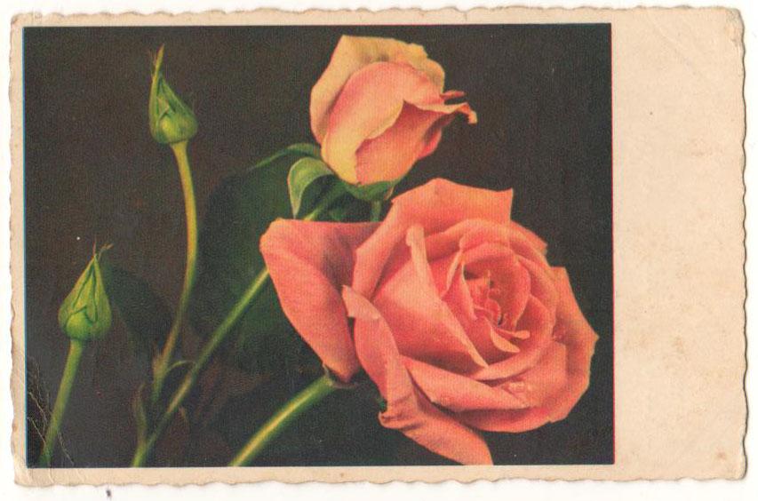 роза почтой интернет магазин. программа роза розницу. роза дэвид остин. роза rosario (розарио). розы почтой 58 интернет.