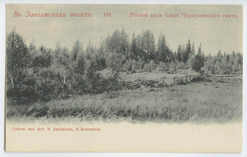 Поволжье. № 179. В Заволжских лесах. Лесной вид близ Чернухинского скита.