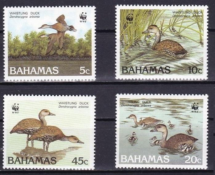 Багамы 1988 Mi 672-4 Птицы WWF серия MNH