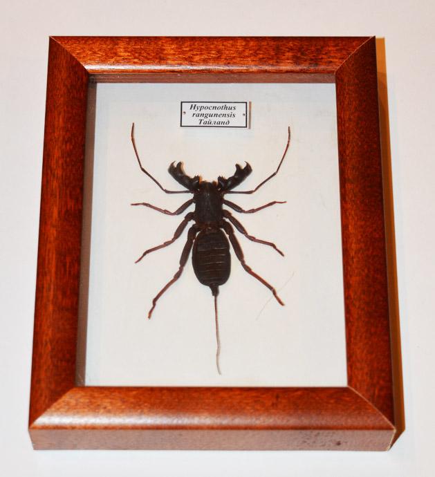 ЖГУТОНОГИЙ СКОРПИОН В РАМКЕ. Жук. Бабочка. Насекомые. 33