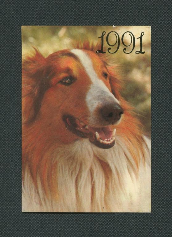 Колли. 1991 год. Животные. Карманный календарь. #539.