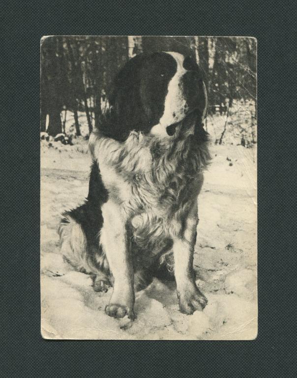 Открытка. 1968 год. Сенбернар.  фото В. Елисеева. #547.