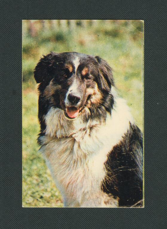 Открытка. 1969 год. Метис. изд Планета.  фото Ю. Капитанова. #632.