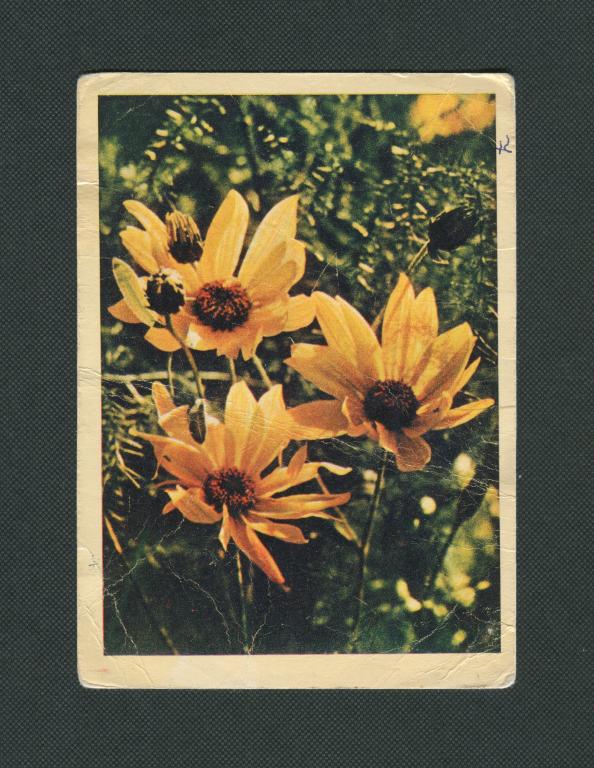 Открытка. 1964 год. Рудбекия. изд Правда.  фото Б. Раскина. #630.