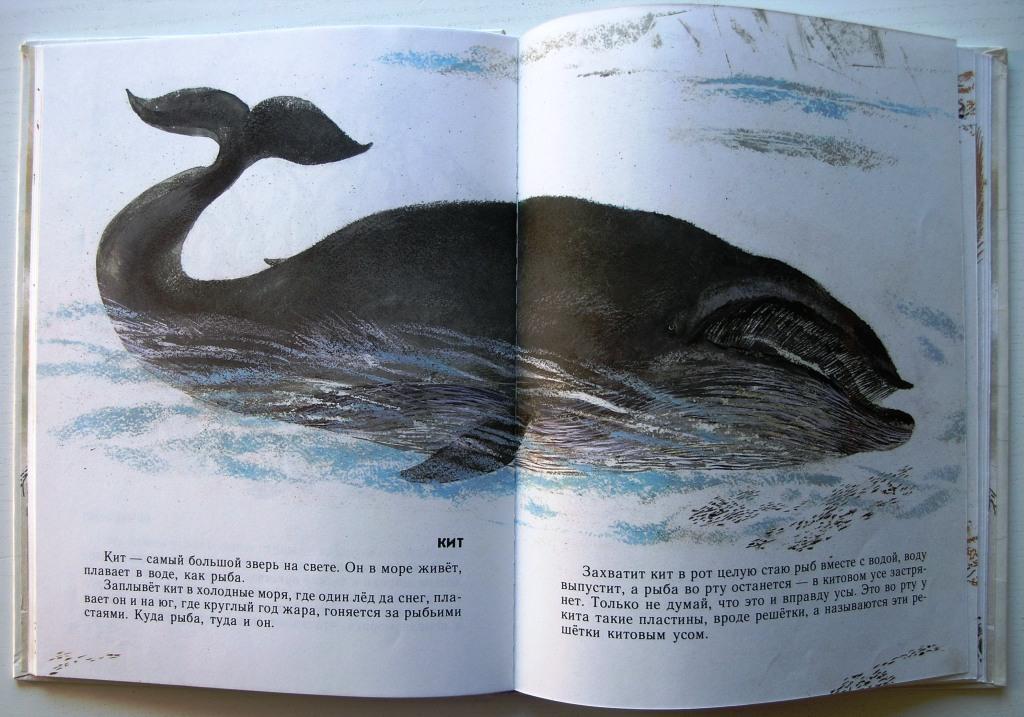 Моя первая зоология книга о птицах. Чапушин кит. Чарушин кит. Книга моя 1 Зоология. Моя 1 Зоология про птиц.
