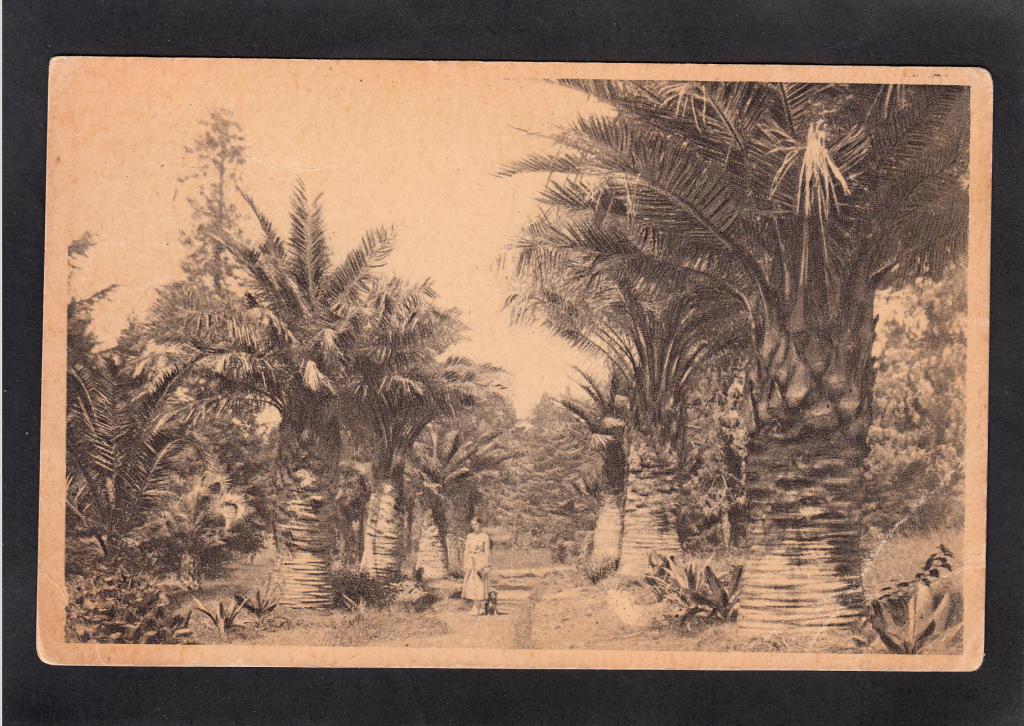 Сухум. Аллея пальм Чили в саду Смецкого.