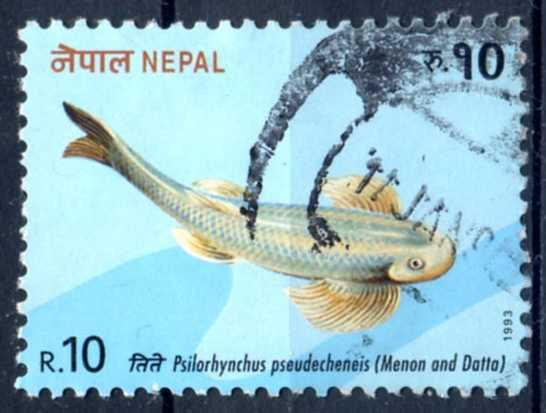 Непал 1993 Рыбы Фауна Каменный карп Mi:NP 543, Sn:NP 520 Гаш