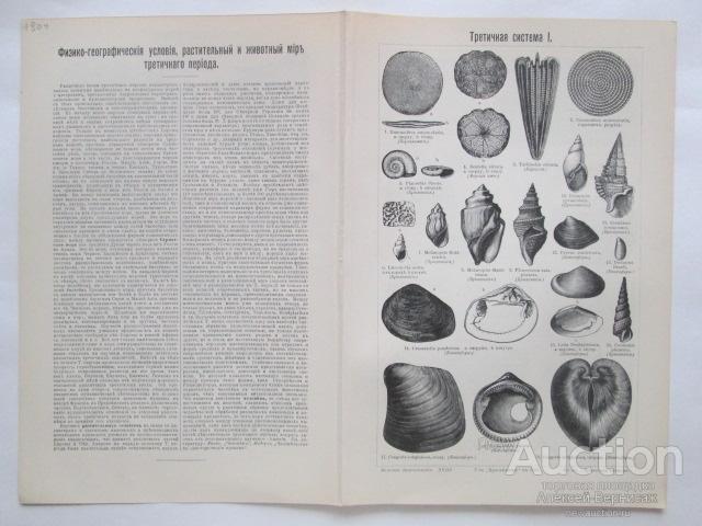 Третичная  система  I-III   литография  1904  года