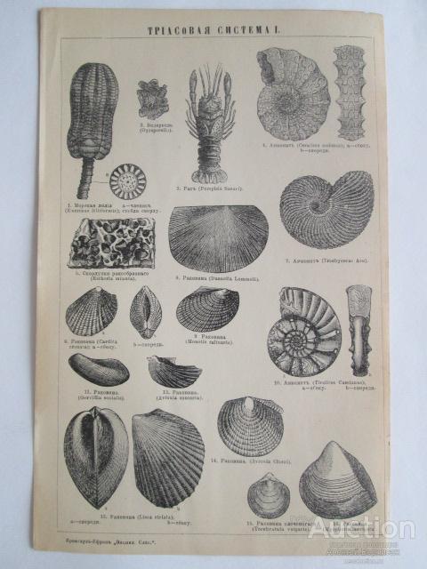 Триасовая  система  I-II   литография  1901  года
