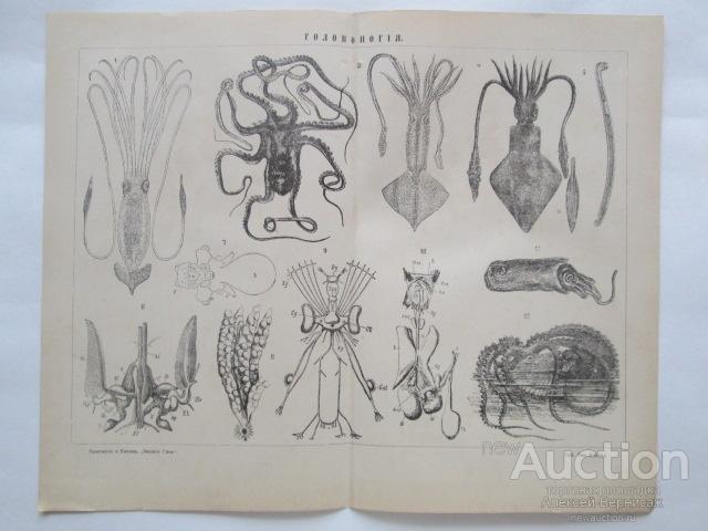 ГОЛОВОНОГИЕ    литография  1893  года