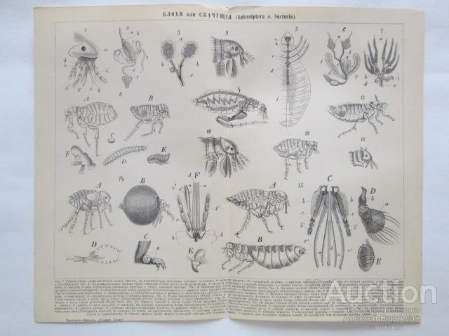 БЛОХИ  или  СКАЧУЩИЕ    литография  1891  года