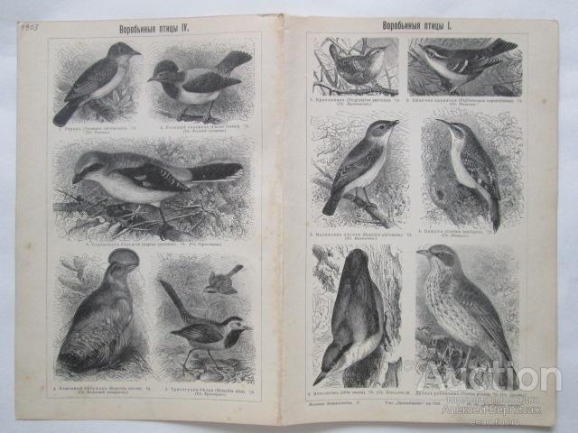 ВОРОБЬИНЫЕ  ПТИЦЫ  I-IV     литография  1903  года