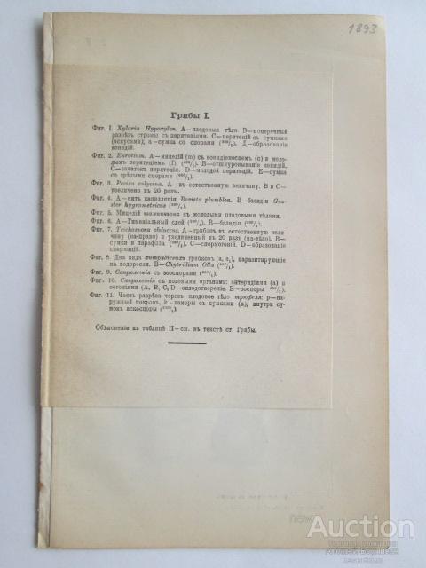 ГРИБЫ  литография  1893  года