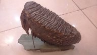 Мамонт шерстистый, на подставке из уральского самоцвета,редкий