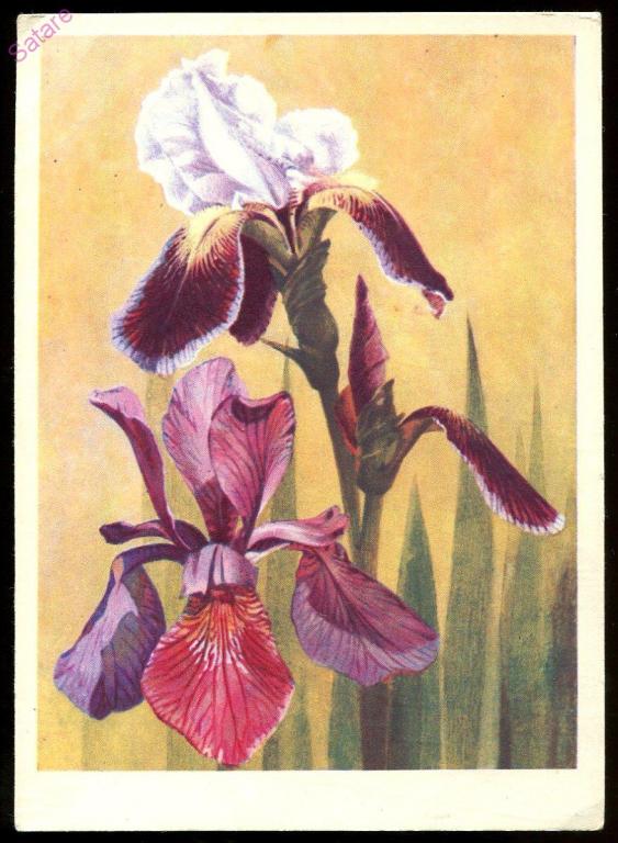 Ирисы - Ряховский Ю / ЦФА Союзпечать / 1974 год (97)