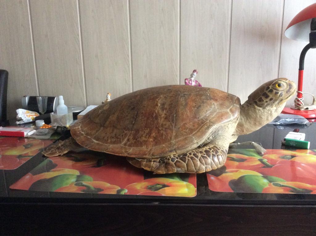 Чучело черепахи. Чучело из черепахи. Chelodina siebenrocki. Чучело черепахи. Чучело черепахи купить.