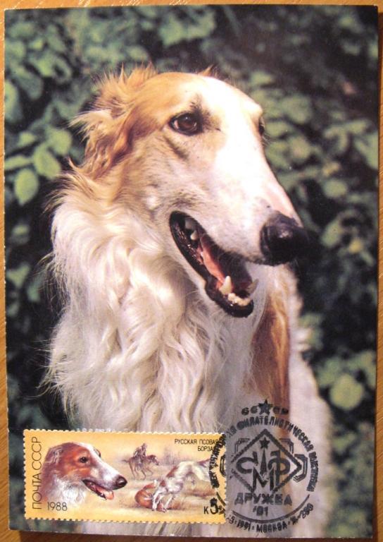 К05-152 КМ КАРТМАКСИМУМ СОБАКА БОРЗАЯ