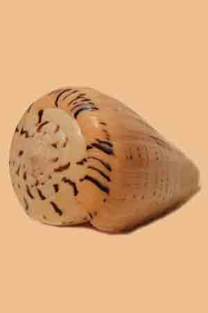 Морская раковина Конус Бетелинус