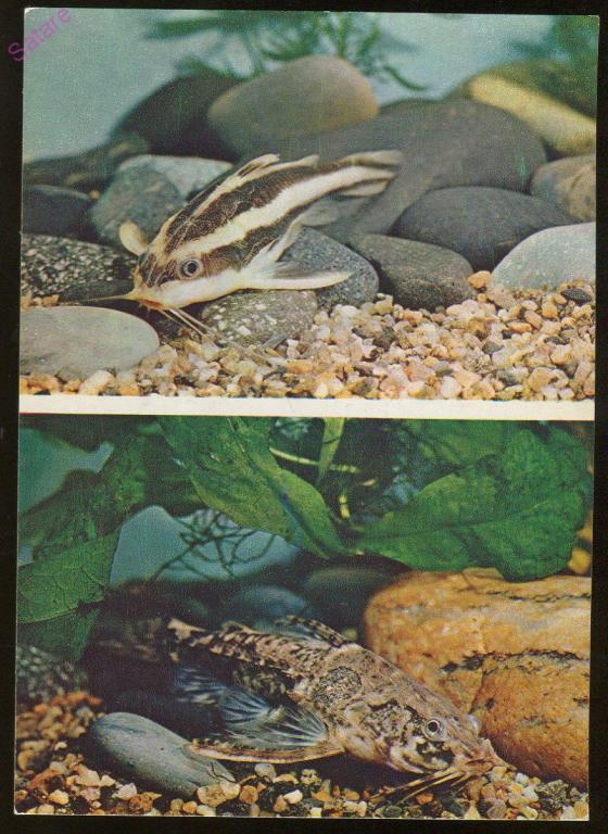 Полосатый Платидорас_Кочетов С_1984г