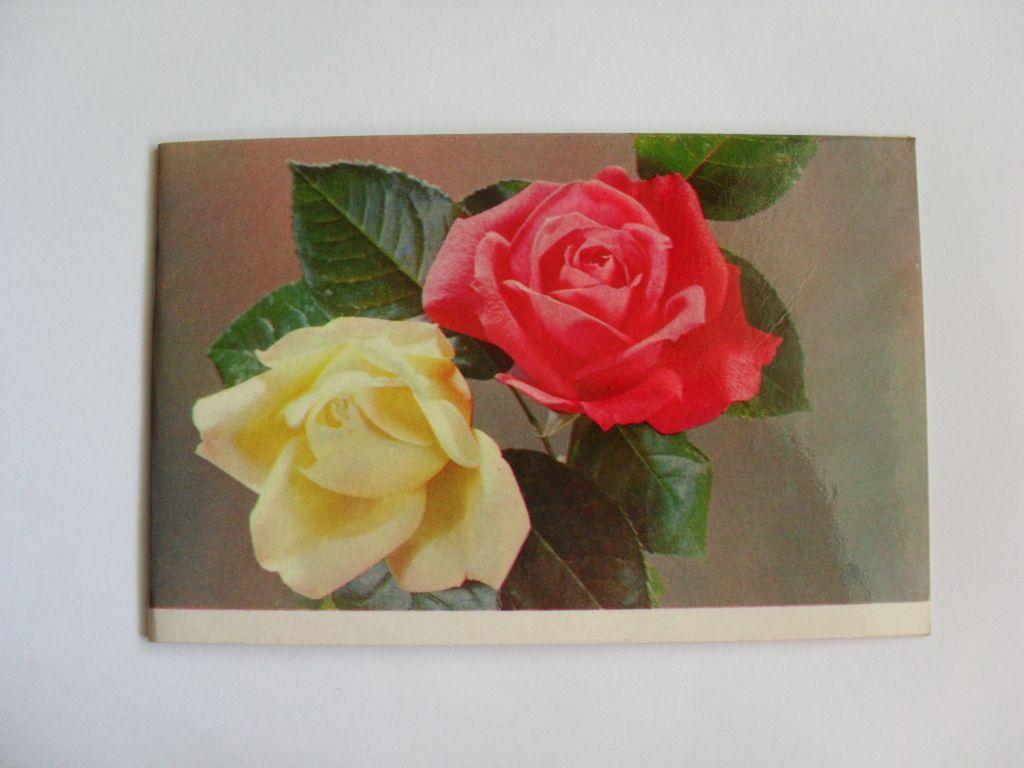 Двойная открытка с розами, фото К. Шамшина, 1972г. 