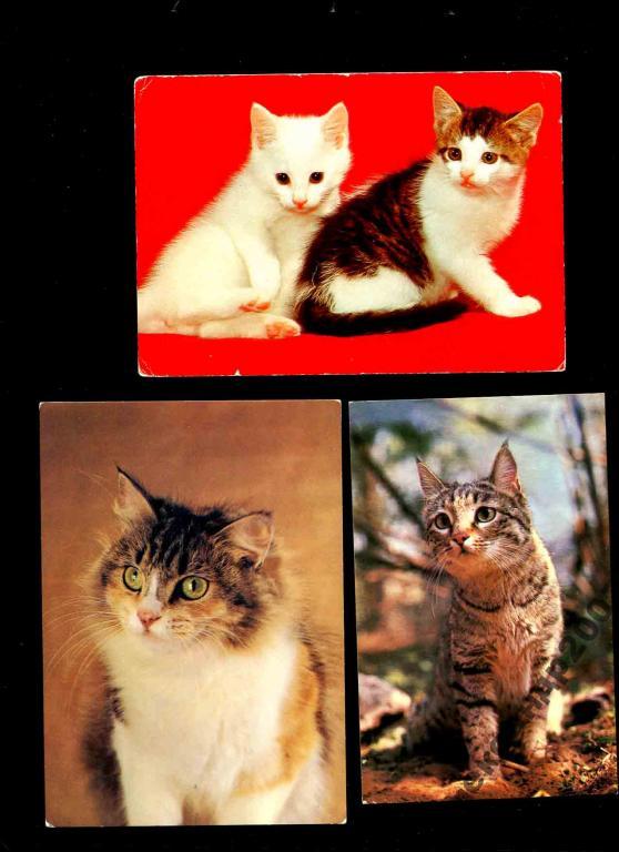 л2 кошки 3 откр 