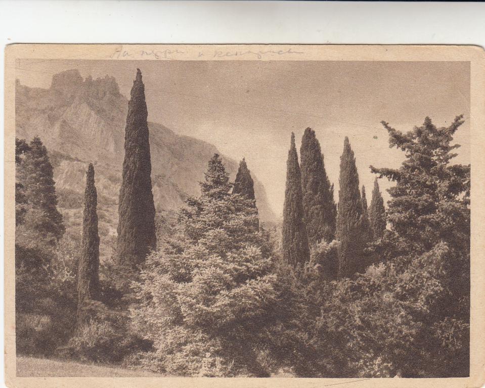 Воронцовский дворец во время оккупации. Алупка почта. Воронцовский дворец старые фото. Львиная терраса. Дача смуровой в алупке.