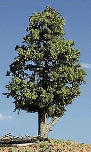 9мм (N) 3 весенних дерева 5-10 см.,США