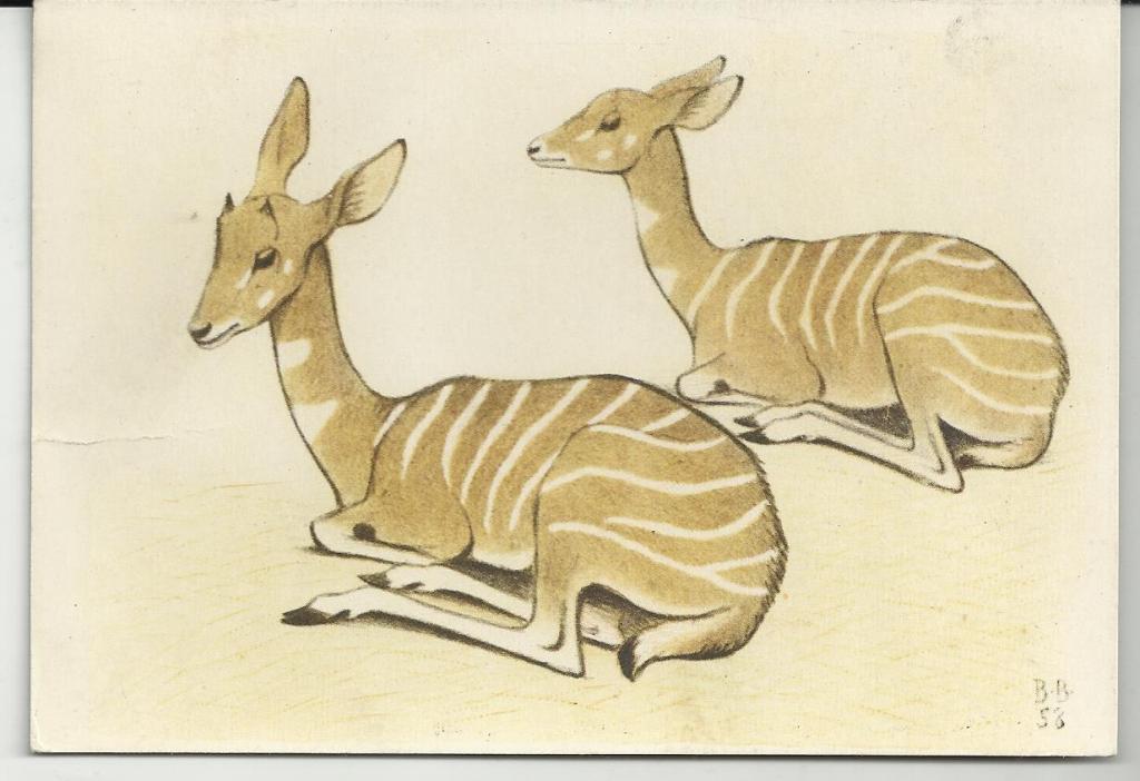 МОЛОДЫЕ АНТИЛОПЫ!!!.  ХУД.ВАТАГИН.  зоопарк