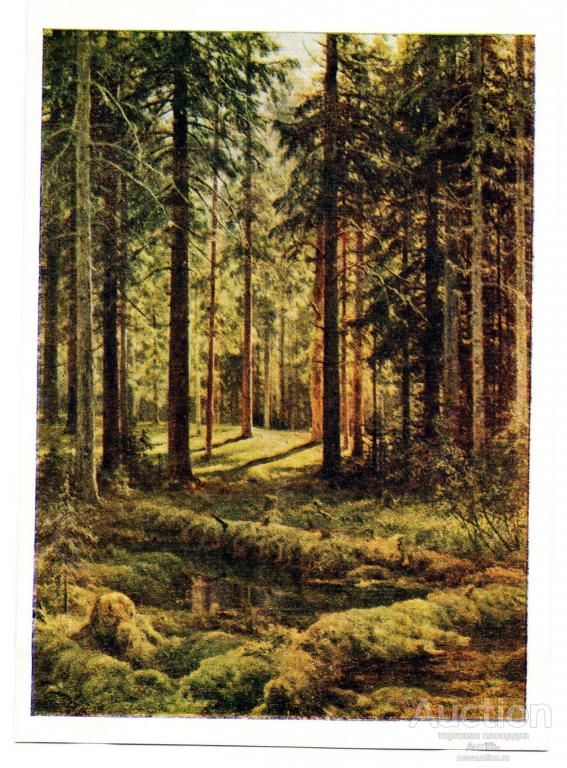 Живопись. Картина. Открытка. Шишкин. Лес. 1955 год. (Альбом №1)