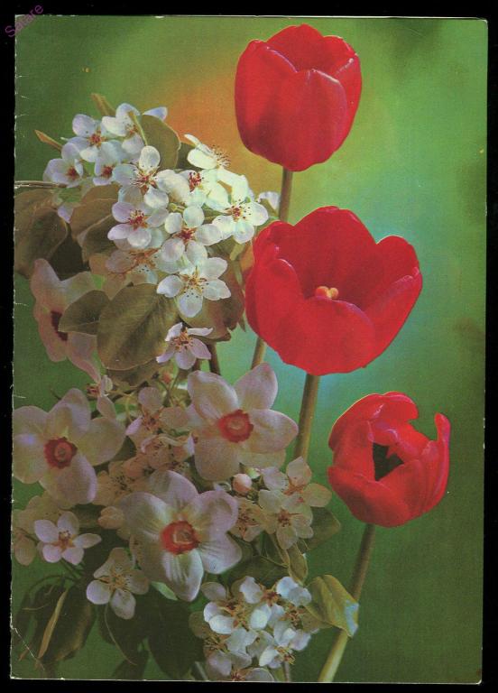 Поздравляю - Костенко К / 1978 год  (Б)