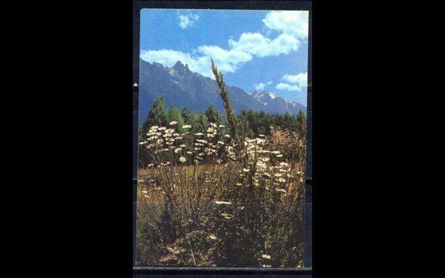 Лето в горах 1981 036/056