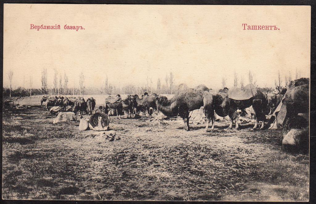Ташкент.  Верблюжий  базар.  Сыр-Дарьинская  область.  АЗИЯ.  Издание  М.И. Свишульского.