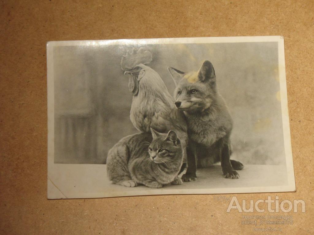 Почтовая карточка. Типография МГУ. 1951 г. Московский зоопарк