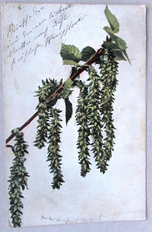Цветущая ветка Цветы Германия Штемпель 1907