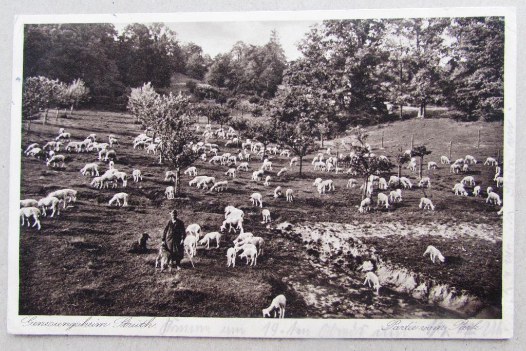 Стадо овец на пастбище и пастух Германия Штемпель 1930